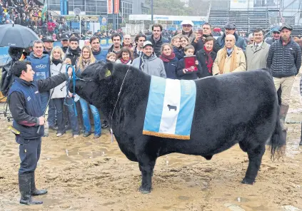  ?? Hernán zenteno ?? Don Emilio, bicampeón de la raza Angus