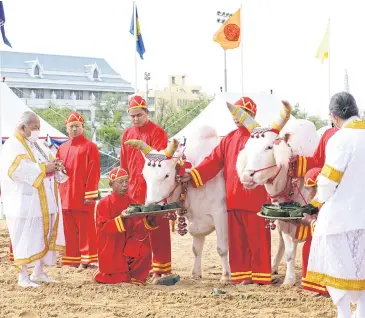  ?? ROYAL HOUSEHOLD BUREAU ?? Two sacred oxen feast on grass, water and liquor during the Royal Ploughing Ceremony, prompting a prophecy of abundant water and food as well as a prosperous economy.