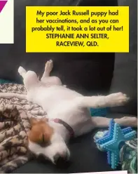  ?? ?? My poor Jack Russell puppy had her vaccinatio­ns, and as you can probably tell, it took a lot out of her! STEPHANIE ANN SELTER, RACEVIEW, QLD.