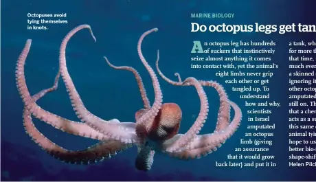  ??  ?? Octopuses avoid tying themselves in knots.