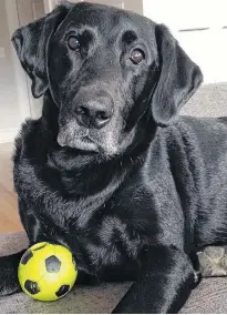  ??  ?? Tracy Jessiman’s dog, Sam, was trained with treats as he was very food motivated.