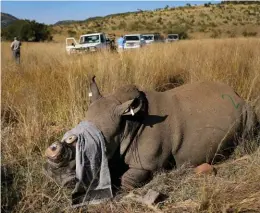  ??  ?? Dissuasion. En Afrique du Sud, on décorne les derniers rhinocéros vivants pour éviter les actes de braconnage.