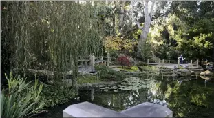  ??  ?? A person seen from another viewing area stands on the Torii Landing overlookin­g the reflecting pond with koi and water lilies in the Japanese Garden at Lotusland, in Montecito, Calif. The lotuses bloom in June, July and August in the pond. The central pond was recently reconstruc­ted, and afterwards, aquatic plants and a new biofiltrat­ion system were added.