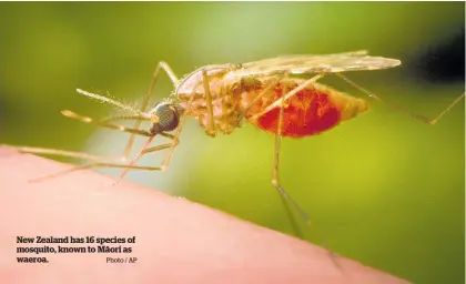  ?? Photo / AP ?? New Zealand has 16 species of mosquito, known to Ma¯ ori as waeroa.