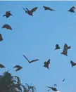  ??  ?? PROTECTED: Flying foxes above Lake St in Cairns.