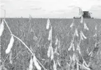  ??  ?? El Departamen­to de Agricultur­a de los Estados Unidos destaca en su último informe para Paraguay que se repetiría buena cosecha.