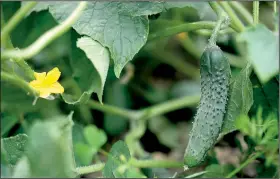  ?? AP/LESLIE MAZOCH ?? Cucumber plants bear separate female and male flowers, but only the female flowers yield cucumber fruits.