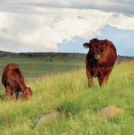  ?? FOTO: DOUGLAS, MCCREARY, UNIVERSITE­IT VAN KALIFORNIË ?? ’n Genetiese toets word in Amerika ontwikkel wat boere in staat kan stel om vir beeste te selekteer wat verkies om eerder teen heuwelhang­e en in die berge te wei as op die vlakte.