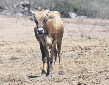  ?? EL DEBATE ?? > Los hatos empiezan a resentir la falta de agua.