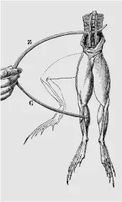  ??  ?? In the 1700s Luigi Galvani showed an electric charge would cause a frog’s legs to “jump”. 02