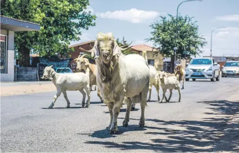  ?? Picture: Lillian Mogauwe ?? Goats share a street with motorists in Meadowland­s Zone 5, in Soweto, yesterday. Many animals roam freely and untended on the streets.