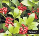  ??  ?? Skimmia