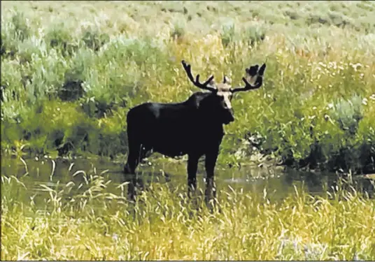  ?? Nevada Department of Wildlife ?? A bull moose stands in the water in Northern Nevada.