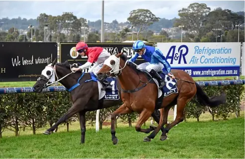  ?? Photo: Bev Lacey ?? SYDNEY VISITOR: Prioritise (inside) defeats Mr Chow at Clifford Park last month. He’ll line up at Randwick tomorrow for Toowoomba trainer Steve Tregea.