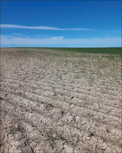  ?? (File Photo/AP/Phillips County Extension Agency/Marko Manoukian) ?? A wheat field damaged by grasshoppe­rs is seen June 18 near Malta, Mont. A drought that covers most of the state made 2021 the fourth driest year on record for Montana.