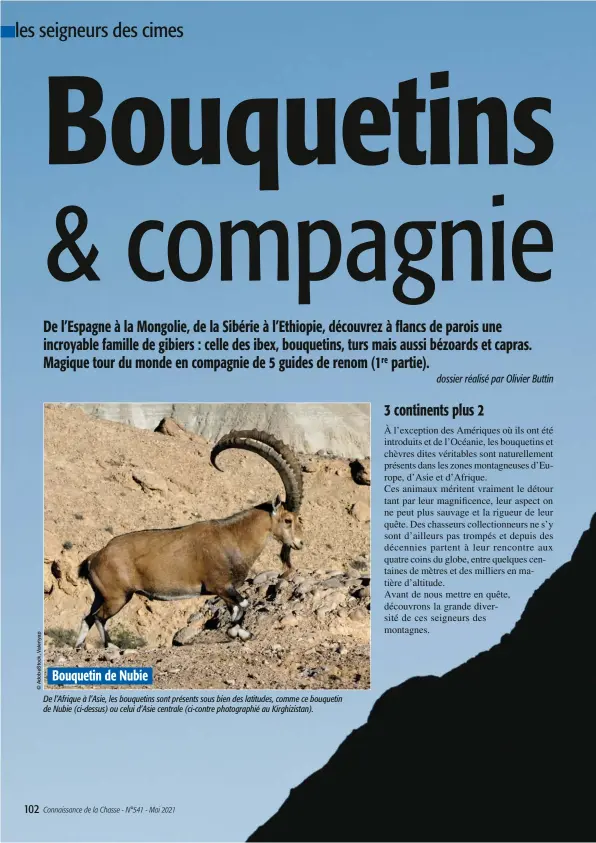  ??  ?? Bouquetin de Nubie De l’Afrique à l’Asie, les bouquetins sont présents sous bien des latitudes, comme ce bouquetin de Nubie (ci-dessus) ou celui d’Asie centrale (ci-contre photograph­ié au Kirghizist­an).