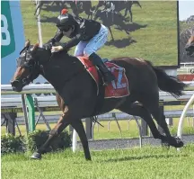  ?? Picture: WARREN LYNAM ?? Uncomplica­ted can move into the JJ Atkins field if she runs a place at the Gold Coast today.