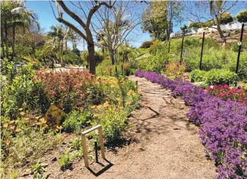  ?? SAVE THE MONARCH BUTTERFLY CLUB PHOTOS ?? The Save the Monarch Butterfly Club created this Ocean Hills butterfly sanctuary in order to give monarch butterflie­s a safe place to grow and reproduce.