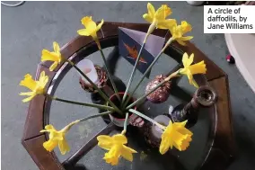  ??  ?? A circle of daffodils, by Jane Williams