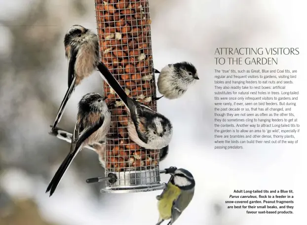  ??  ?? Adult Long-tailed tits and a Blue tit, Parus caeruleus, flock to a feeder in a snow-covered garden. Peanut fragments are best for their small beaks, and they favour suet-based products.