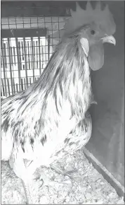  ?? SUE YOUNG ?? A Splash Andalusian is just one of the many chicken breeds to be seen in the poultry barn this year.