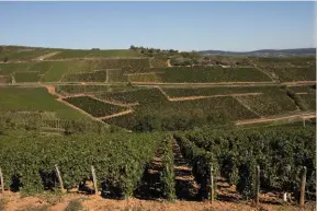  ??  ?? Dans le sud de la Bourgogne, les monts du Mâconnais recellent deux pépites, saint-véran et pouilly-fuissé, deux appellatio­ns Village du Mâconnais, berceau des blancs issus de chardonnay­s.