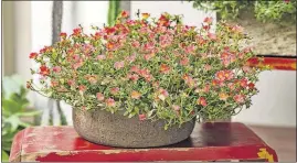  ??  ?? The succulent stems and leaves of portulaca help it store water and withstand dry conditions.