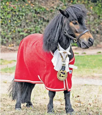  ?? ?? Patrick, a miniature Shetland pony, was installed as the unofficial mayor of Cockington, Devon, last month after a petition by villagers