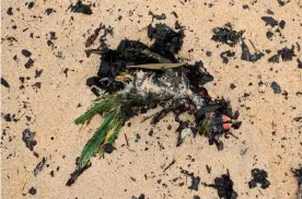  ?? Photograph: Tracey Nearmy/Reuters ?? A dead native bird washed up among ash and fire debris on Boydtown Beach, Eden.