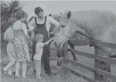  ??  ?? Vaux horses take a holiday in 1979 with drayman Ronnie Brown.