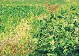  ??  ?? Compared with the mungbean plants of his neighbor (left), the plants of Domingo (right) are much better and robust due to the products of Tagchem Dragon Distributi­on, Inc. which he uses.