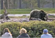  ?? WHITNEY SHEFTE THE WASHINGTON POST ?? A grizzly bear at the Grizzly & Wolf Discovery Center just outside Yellowston­e National Park, tries to open a cooler in West Yellowston­e, Mont.