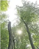  ??  ?? Ganze Baumkronen brechen zurzeit ab: Bei Waldspazie­rgängen ist Vorsicht geboten.