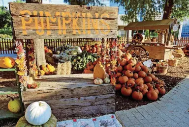  ?? [PHOTOS BY CHRIS LANDSBERGE­R, THE OKLAHOMAN] ?? Pumpkins are set up for the opening of Pumpkinvil­le at the Myriad Botanical Gardens in Oklahoma City. Pumpkinvil­le opens on Friday.