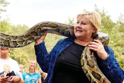  ?? FOTO: ANNIKA BYRDE / NTB ?? Statsminis­ter Erna Solberg (H) har laert. Initiative­t til kommunesam­menslåinge­r bør aller helst komme nedenifra. Her hilser hun på en slange i Dyreparken under valgkampen i 2021.