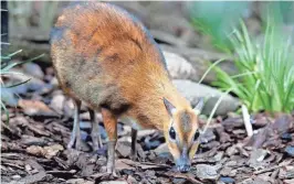  ??  ?? The Milwaukee County Zoo Aviary welcomes Opal, pictured, and Rain, two female Malayan chevrotain­s, in an exhibit living alongside Luzon bleeding-heart doves, black-naped fruit doves and the white-rumped shama. Not since 1995 has the zoo displayed...