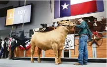  ?? Karen Warren / Houston Chronicle ?? Loki, the Charolais selected as this year’s Grand Champion Junior Market Steer, fetched $410,000 on Saturday.