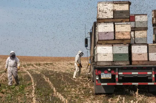  ?? ?? Every year, beekeepers transport about two million colonies across the U.S. Here: beekeepers in Pennsylvan­ia