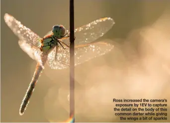  ?? ?? Ross increased the camera’s exposure by 1EV to capture the detail on the body of this common darter while giving the wings a bit of sparkle