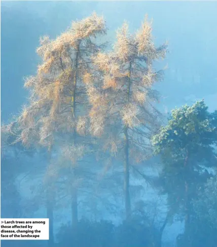  ??  ?? Larch trees are among those affected by disease, changing the face of the landscape