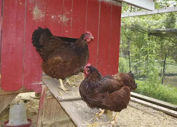  ??  ?? The author’s Rhode Island Red hens, Turquoise and Carrie, line up to use the nesting box occupied by Charlotte. They won’t be patient for long.