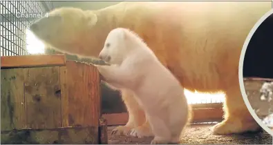  ??  ?? The cub captured by TV cameras with mum Victoria, above, and the first time it saw the outside world, circled