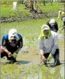  ??  ?? Arrozales. Un grupo de campesinos cultivan sus sembríos.