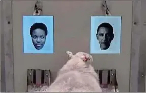  ??  ?? Selon une étude, ces animaux peuvent reconnaîtr­e Barack Obama en photo.