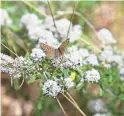  ??  ?? Pollinator­s are attracted to Fendler’s ceanothus shrubs on Little Elden Trail.