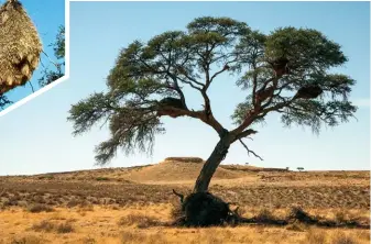  ??  ?? MAKE LIKE A TREE Sociable weavers build their nests in trees and on telephone poles. The Kgalagadi isn’t as quiet as the Great Karoo, here you’ll constantly hear birdsong, even on treeless plains.