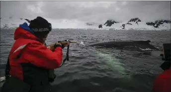  ?? ?? Colombian scientist Diego Mujica, member of the Malpelo foundation, takes a sample of the skin of a Humpback whale at the Gerlache Strait, which separates the Palmer Archipelag­o from the Antarctic Peninsula, in Antarctica. — AFP photo