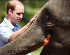  ??  ?? Heartfelt cause: William with an elephant in 2015