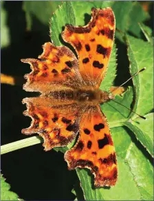  ??  ?? The Comma is a recent addition to the butterfly fauna of Ireland.