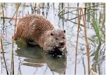  ?? FOTO: DPA ?? Fischotter sind Schwimmkün­stler. Ihr Fell hält sie warm.